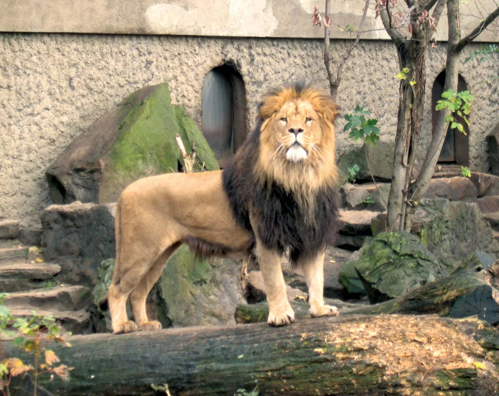 🦁 아르티스 동물원(아르티스)